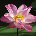 Inspiration Yoga::Aufblühen wie eine Lotusblüte Inspiration Yoga